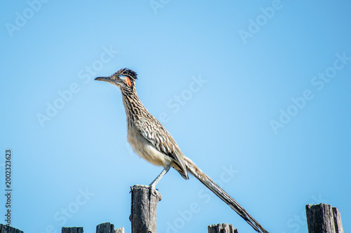roadrunner on the latillas