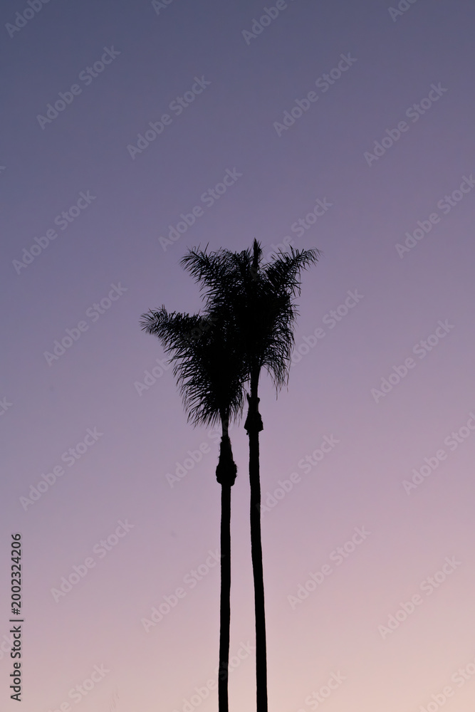 Obraz premium palm tree silhouette