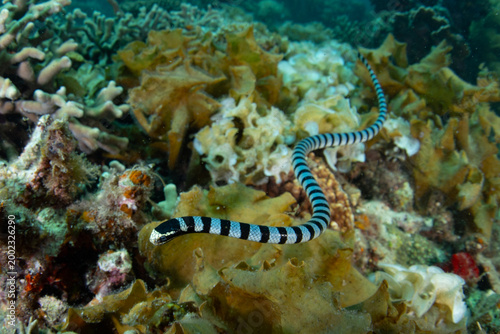 A Yellow-lipped sea krait, Laticauda colubrina, hunts for small prey on a shallow reef in El Nido, Philippines. This banded snake is highly venomous but is quite docile.