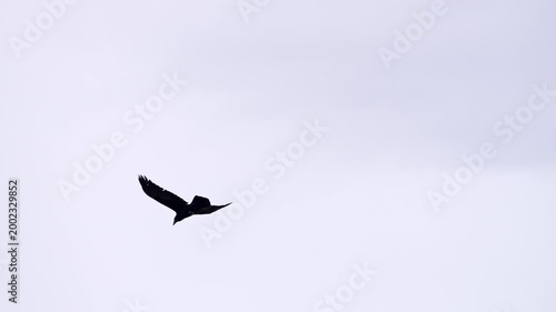 Raven flying through the sky in slow motion on cloudy day.
