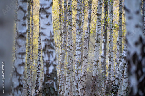 Fotografie Birch tree trunks in autumn forest with golden foliage