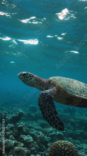 Sea turtle swimming above coral reef in Maldives lagoon