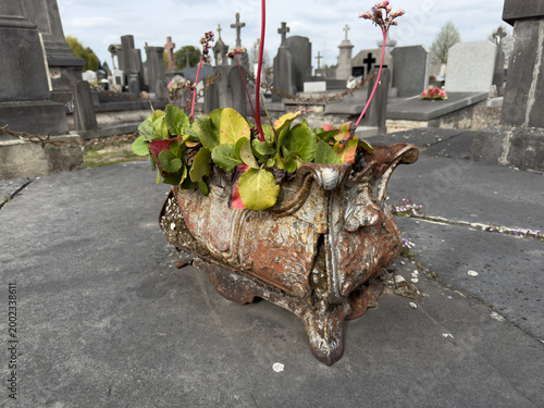 Rusty planter with flowers on cemetery gravestone