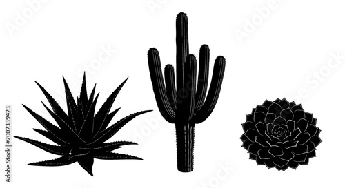Three distinct succulent plants in silhouette against a white background.