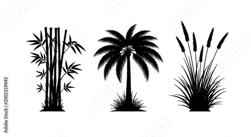 Silhouettes of tropical plants: bamboo, palm tree, and reeds on a white background