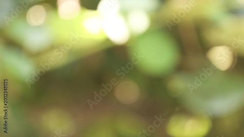 abstract blurred background of natural green