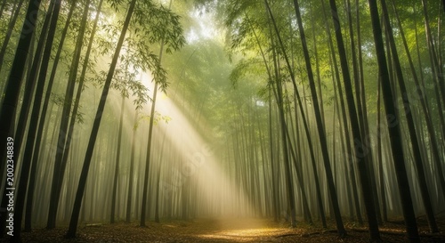 Beautiful morning sun rays shining through tall trees in a misty green forest