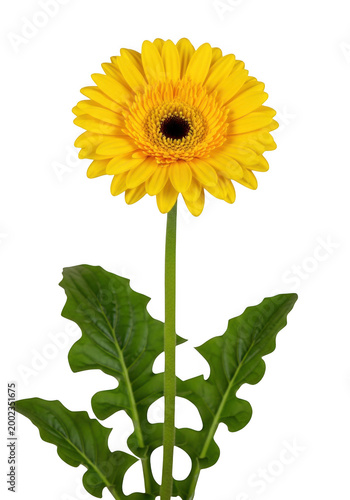 Bright yellow gerbera daisy with green leaves isolated on transparent background isolated on transparent background