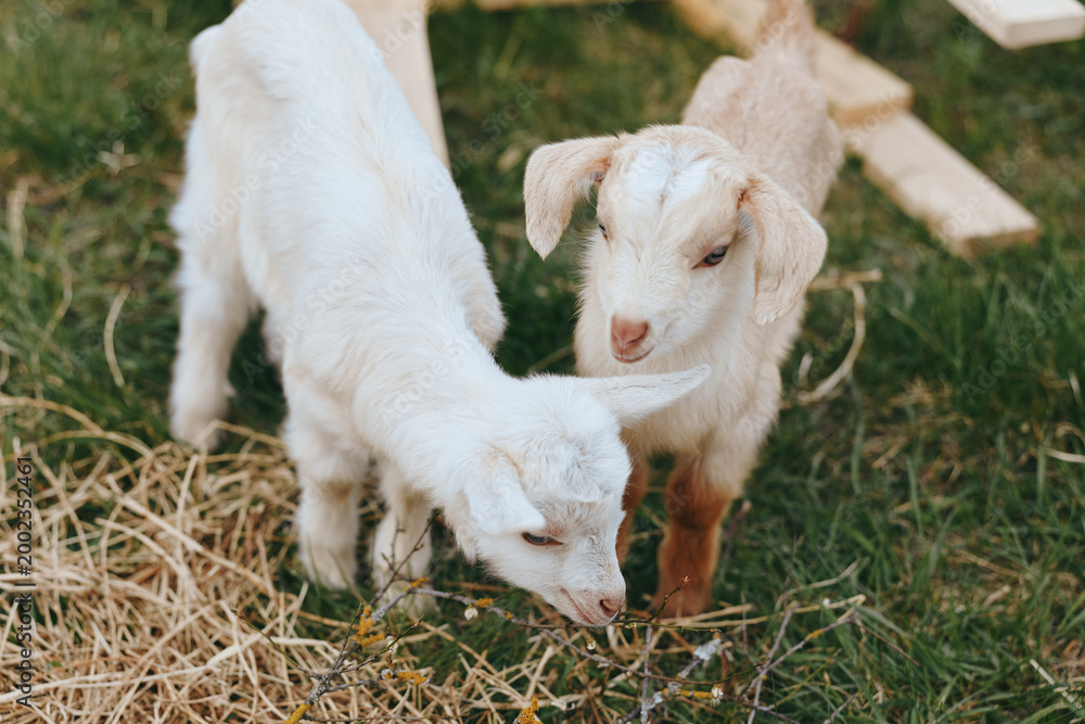 Fototapeta premium Two young baby goats explore dry grass on a farm in a natural outdoor setting during a sunny day with soft lighting and a relaxed atmosphere.