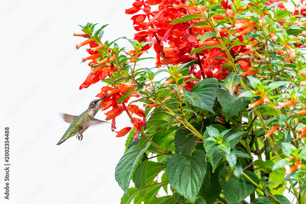 Fototapeta premium Cute hummingbird feeding from bright red and orange flowers with white background