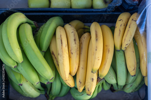 Obraz na plátně Ripening bananas showcasing green and yellow fruit