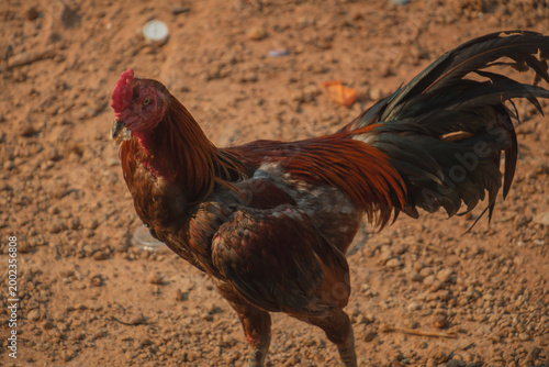 Colorful rooster standing on dry rural soil in warm evening light, showing natural feathers and strong posture in countryside farm environment.