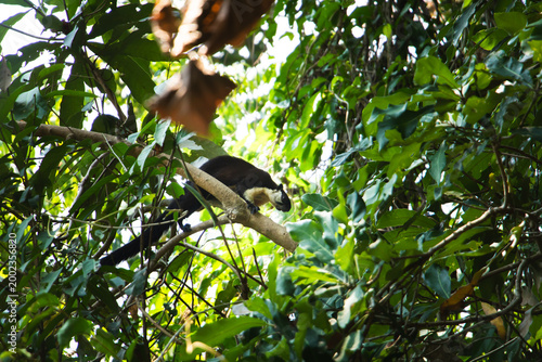 Wild giant squirrel moving along a tree branch surrounded by thick tropical foliage, captured in natural habitat with vibrant greenery and soft sunlight filtering through leaves.