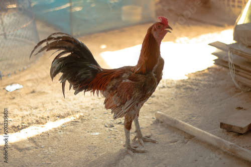 Healthy rooster standing on sandy farm floor with golden sunlight, featuring long tail feathers and alert posture in a peaceful rural backyard scene.