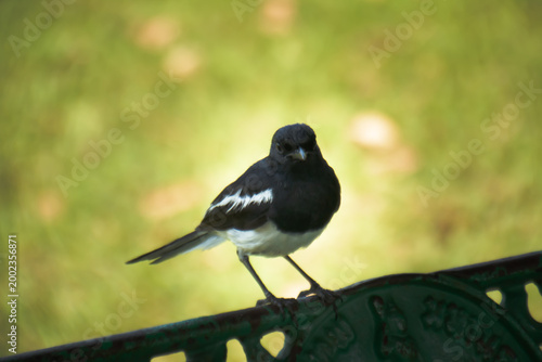 Small black and white oriental magpie robin perched on an ornate green bench, captured in soft sunlight with blurred green garden background and peaceful outdoor atmosphere.