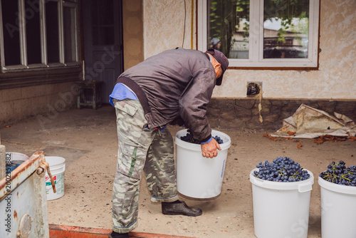 A Caucasian senior man loads buckets of harvested grapes into a trailer.