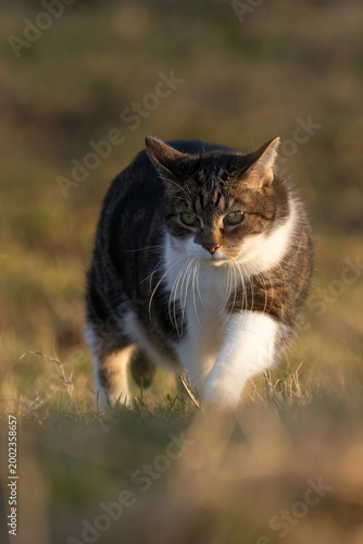 Schüchterne Katze im Abendlicht