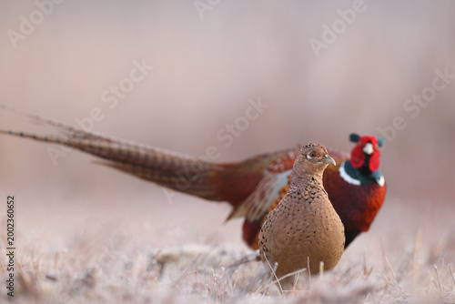 Bażant (Phasianus colchicus) pheasant