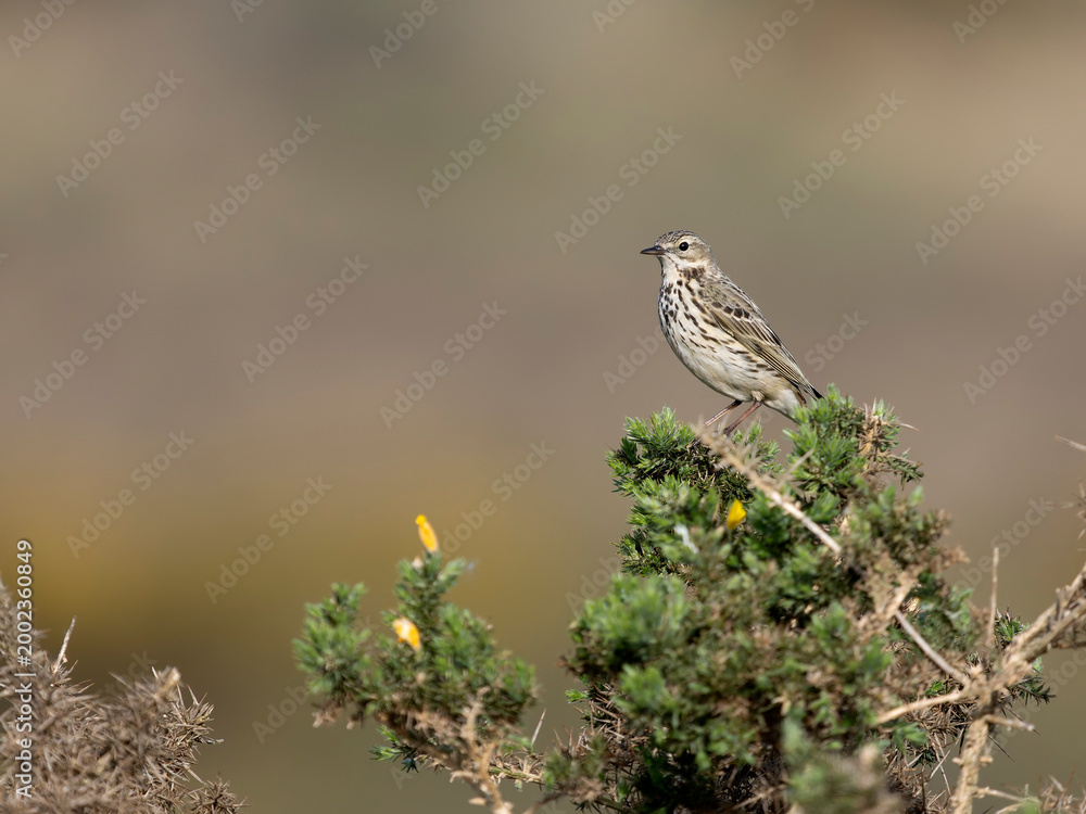 Fototapeta premium Meadow pipit, Anthus pratensis