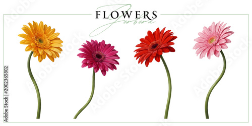 Colorful gerbera flowers isolated on a white background. Vintage painting style illustration.