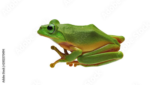 Foto Isolated vibrant green tree frog with bright orange yellow underside, full body