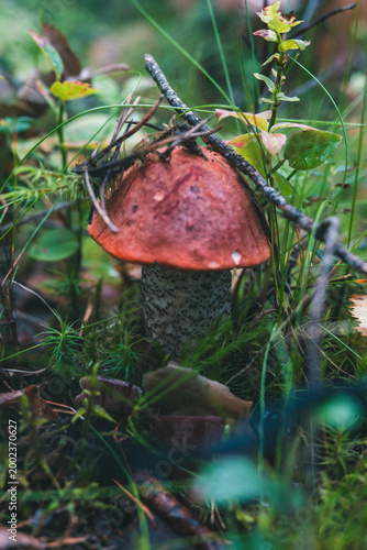 Schilderij op canvas A red-capped scaber stalk mushroom (Leccinum aurantiacum) growing in a mossy forest floor