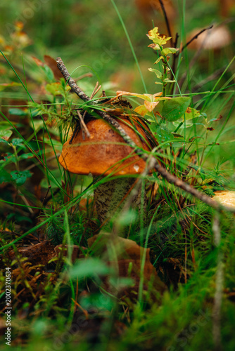 Obraz na płótnie A red-capped scaber stalk mushroom (Leccinum aurantiacum) growing in a mossy forest floor