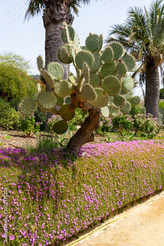 Prickly pear cactus with pink ice plant ground cover in Mediterranean garden