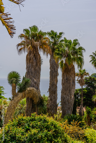 Tall palm trees with hanging dead fronds overlooking Mediterranean sea