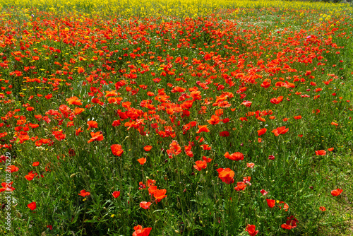 Vibrant red poppy field with yellow wildflowers in spring meadow