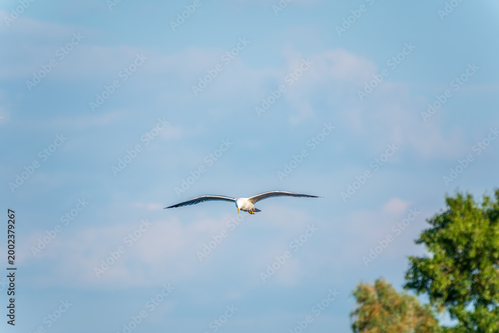 Fototapeta premium Beautiful Black Headed Gull, in elegant flight over blue water