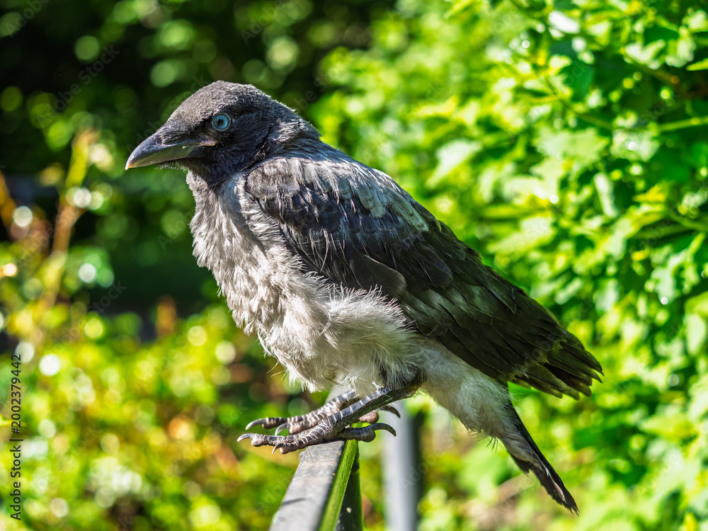 Fototapeta premium A crow chick, a small crow has fallen out of its nest and is sitting scared on a branch near the ground.