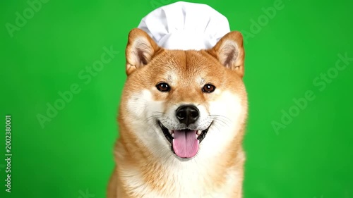 A happy Shiba Inu dog wearing a white chef's hat, looking at the camera with its tongue out on a green screen background.