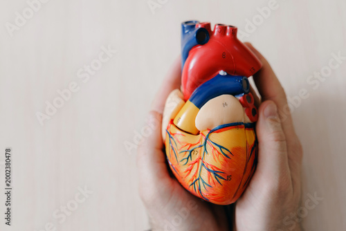 Fotografía Centered hands presenting an anatomical heart model from above for cardiology me