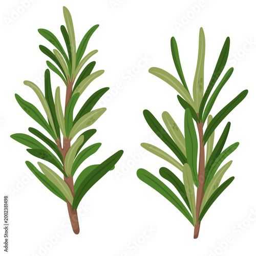 Fresh rosemary sprigs. Aromatic herbs for cooking, natural ingredient, minimal botanical illustration isolated on white