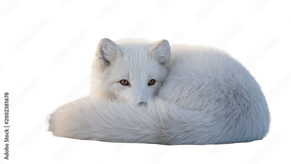 Fototapeta premium Isolated arctic fox in its stunning white winter coat, curled up peacefully resting.