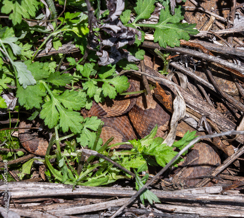 Фотография shy copperhead venomous snake hiding in protruding vegetation basking partially