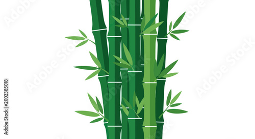 Green Bamboo Stalks with Leaves Isolated on White Background