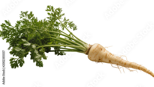 Фотография Isolated fresh parsnip vegetable with vibrant green leaves and root for healthy