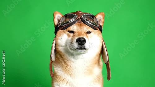 A cute Shiba Inu dog wearing a vintage aviator hat and goggles, looking directly at the camera with a serious expression against a green screen background.