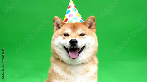 Happy Shiba Inu dog wearing a festive polka dot party hat on a vibrant green background, celebrating.