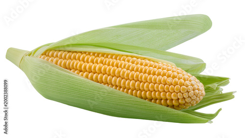 Bild auf Leinwand Isolated fresh golden yellow sweet corn on the cob with green husks healthy vege