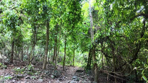Forest trails in the tropical rainforest. Saraburi Province, Thailand.
