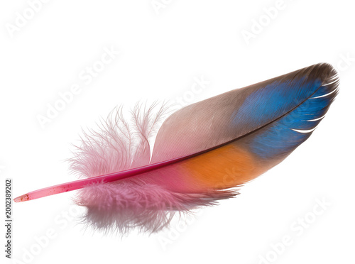 Isolated vibrant colorful feather with soft pink barbules and iridescent blue orange hues