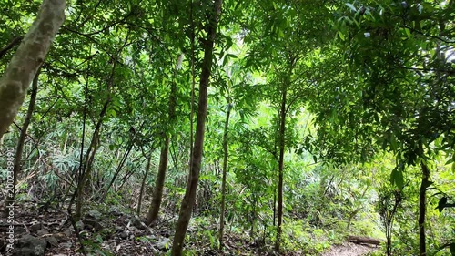 Forest trails in the tropical rainforest. Saraburi Province, Thailand.