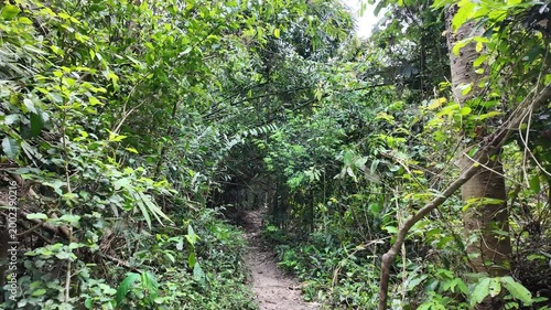 Forest trails in the tropical rainforest. Saraburi Province, Thailand.