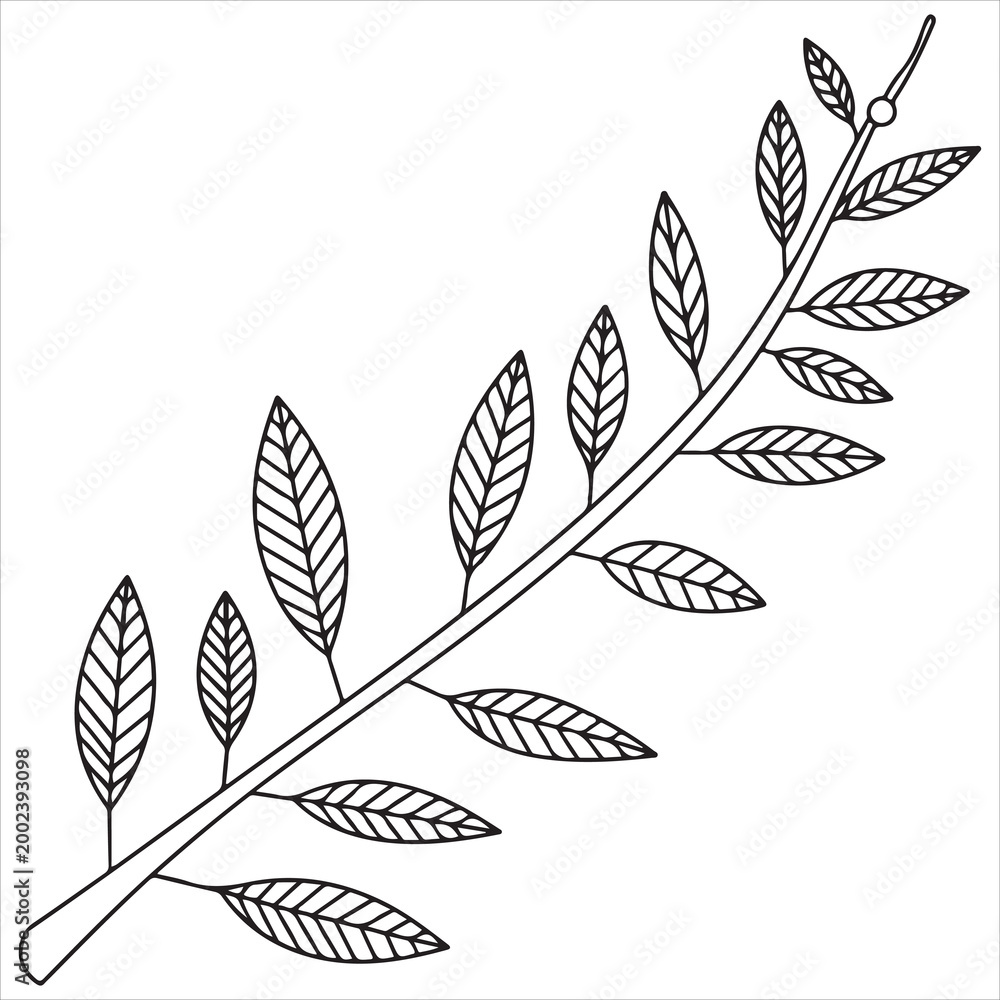 Obraz premium Elegant branch with opposite arranged laurel leaves