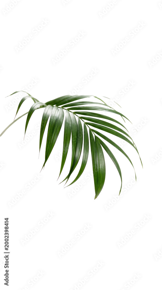 Obraz premium Green palm leaf isolated on white background