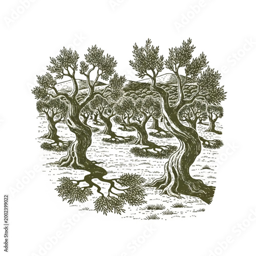 Olive trees with twisted trunks standing.