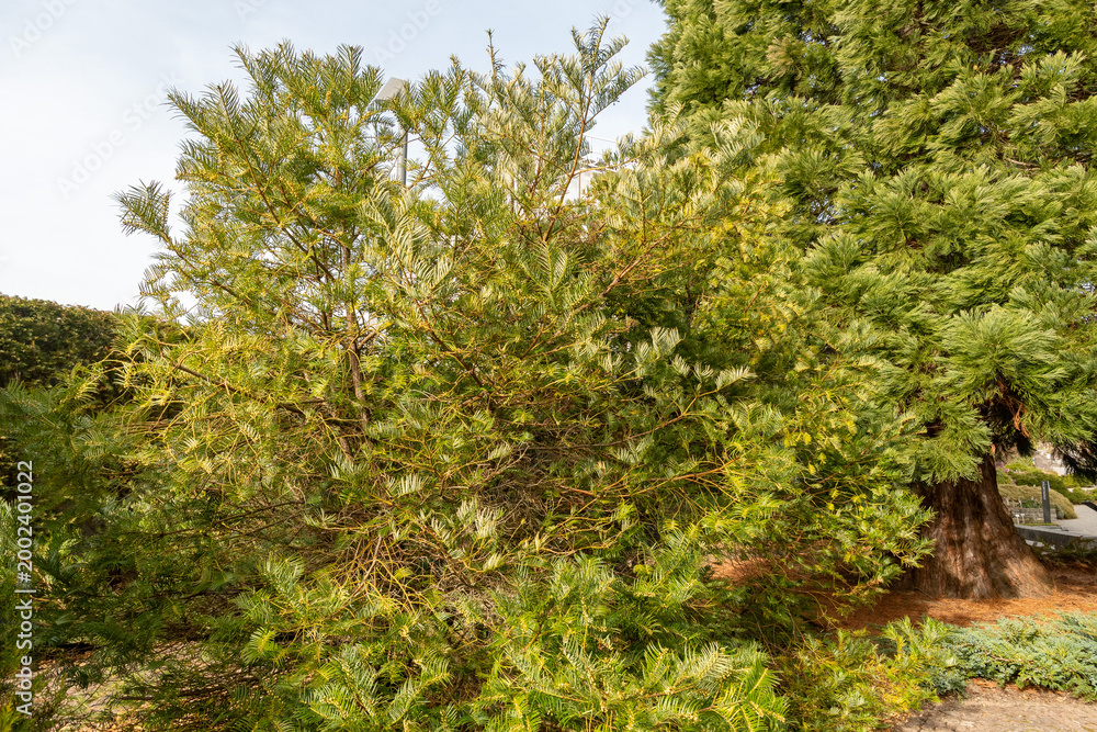 Fototapeta premium Chinese cowtail pine or Cephalotaxus Fortunei plant in Saint Gallen in Switzerland 6.3.2026